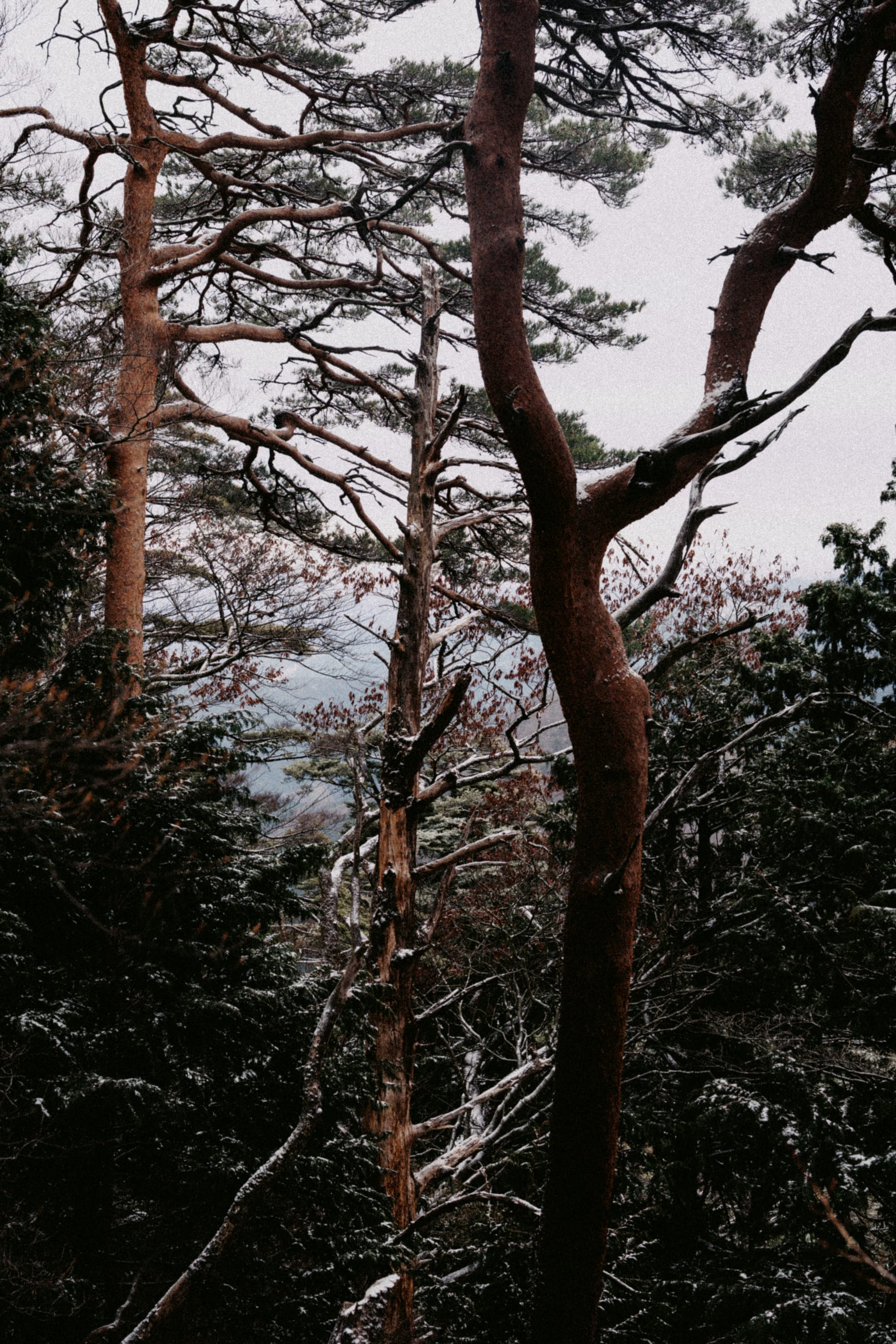 Forest near Ome