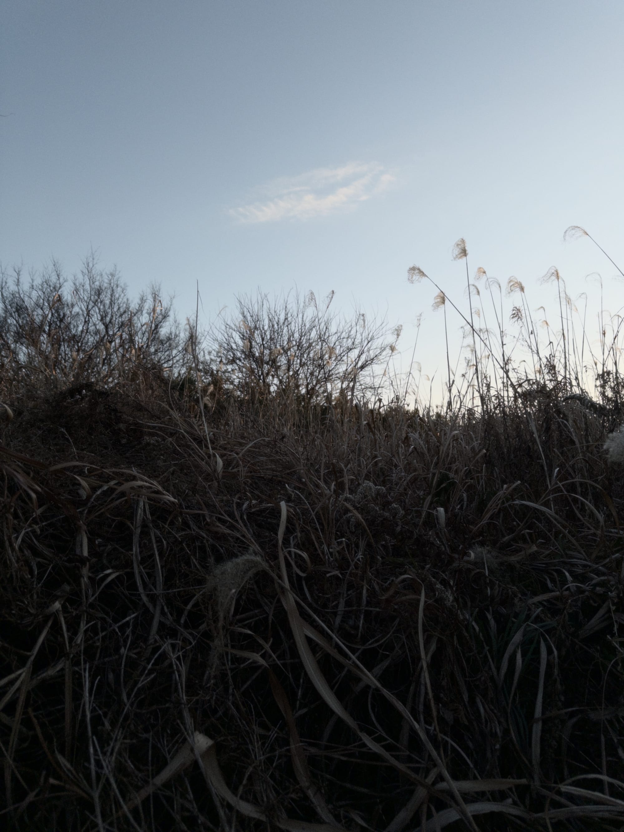Amidst the grass