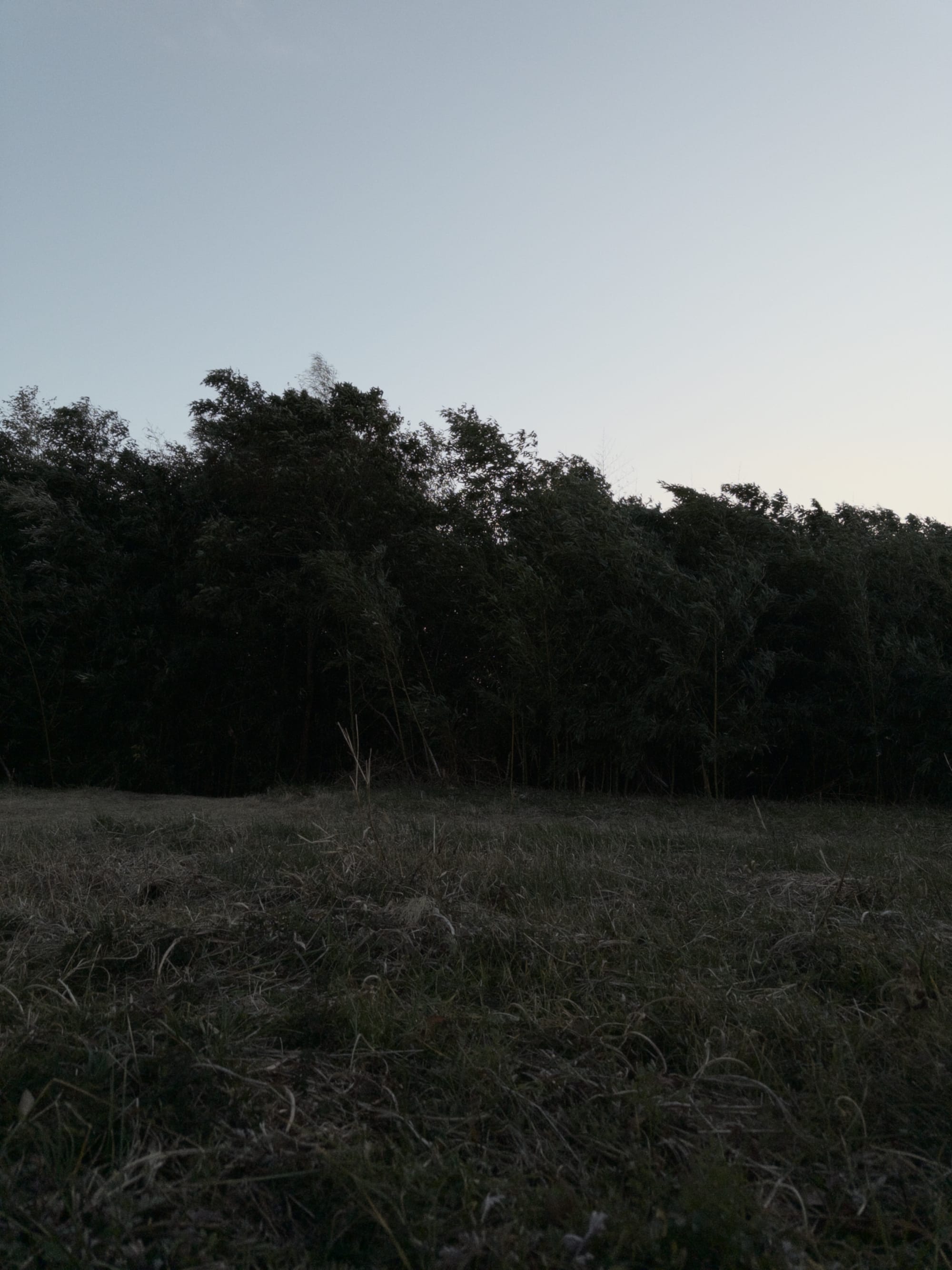 Lowlight greens by the river