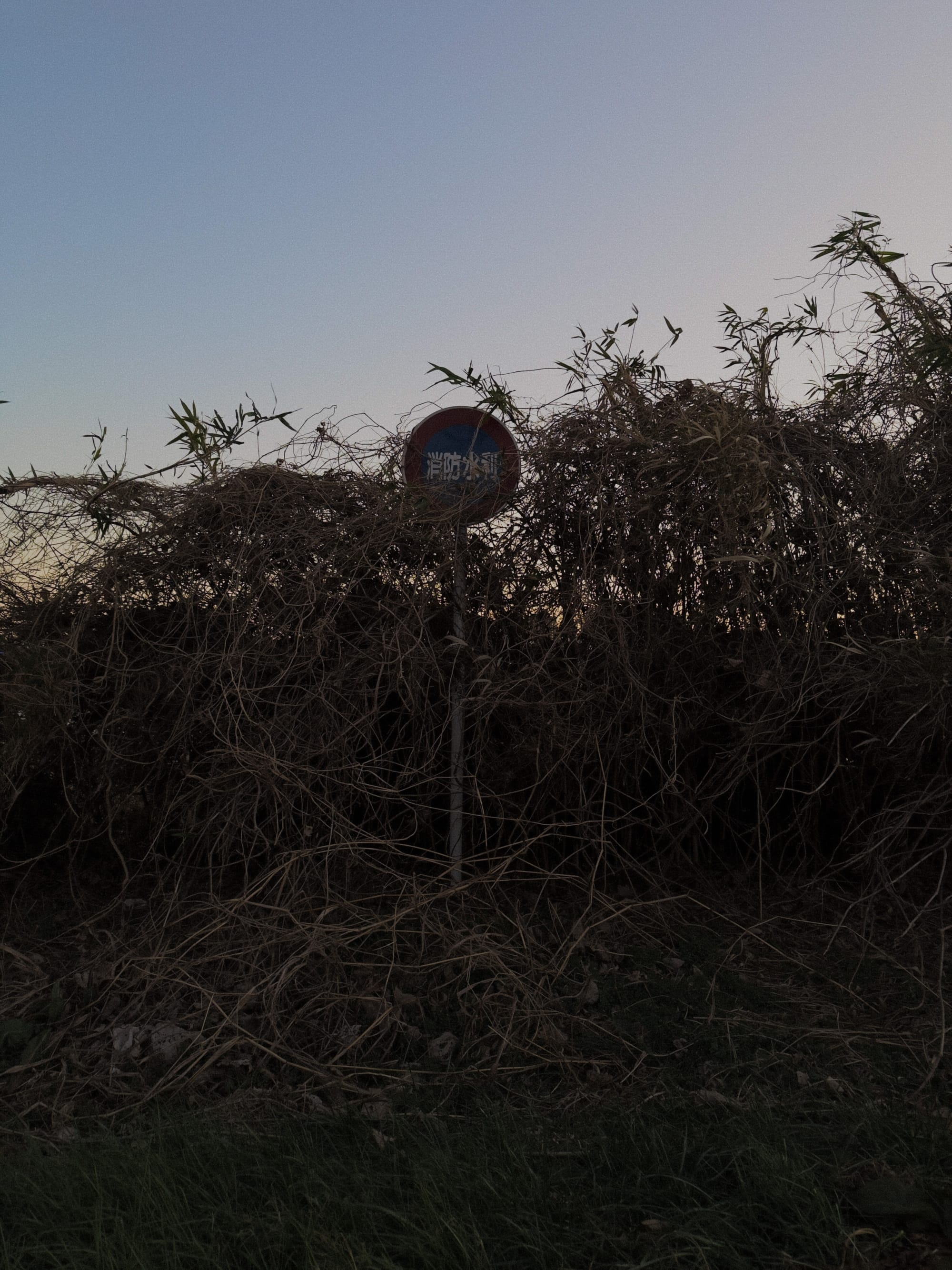 Overgrown